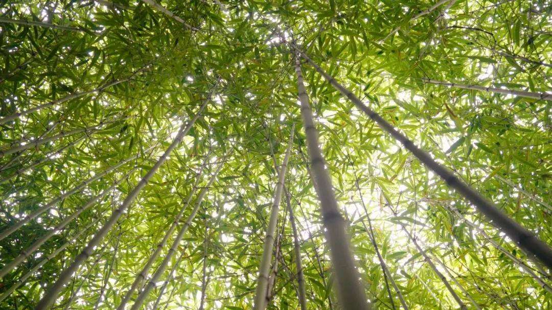 2044025419421708288.webp 圖片